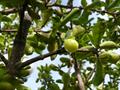 wild crapemyrtle و Malpighie  و Malpighier  و Acerola  ,   West Indian cherry .
